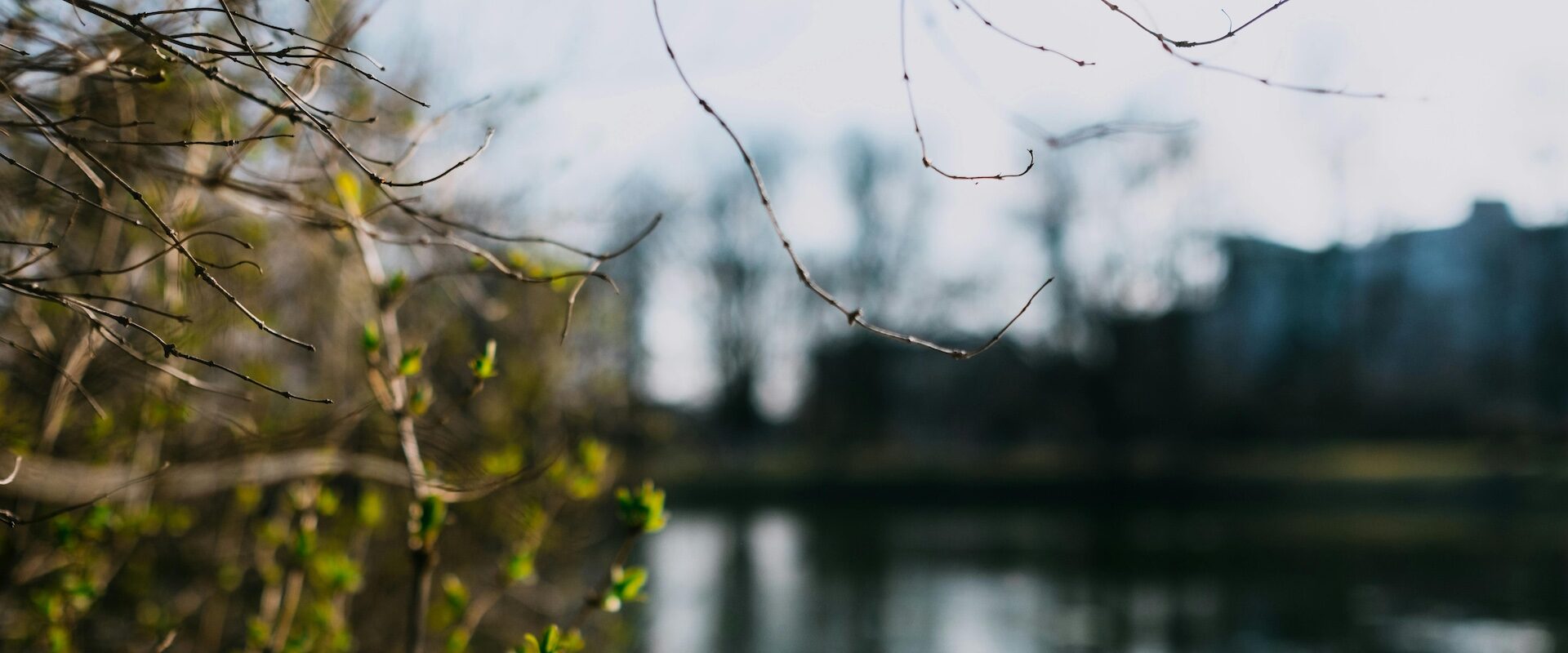 image of river through foliage